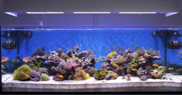 Фреска Панорама аквариума 3D